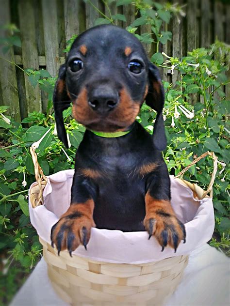 We strive to produce the best in looks and personality. . Dachshund puppies idaho
